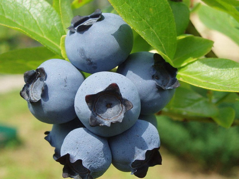 Голубика купить саженцы из питомника {2}